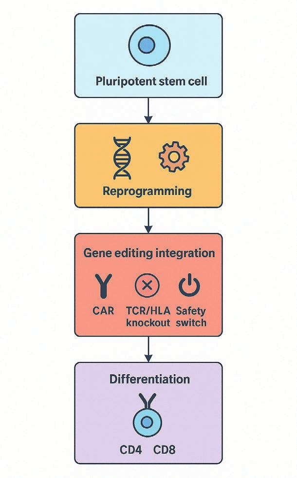 iPSC to CAR T-cell workflow